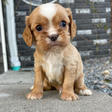 Cavalier King Charles Spaniel Puppy Jayce