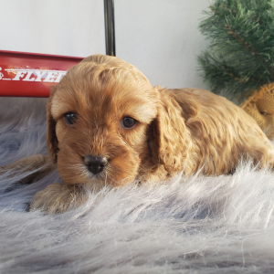 Cavapoo Puppy Maggie