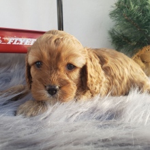Cavapoo Puppy Maggie