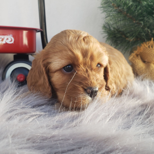 Cavapoo Puppy Maggie