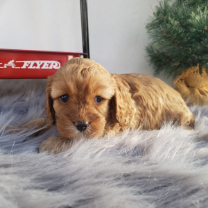 Cavapoo Puppy Maggie