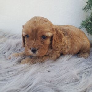 Cavapoo Puppy Maggie