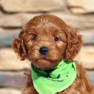 Goldendoodle Puppy Baron