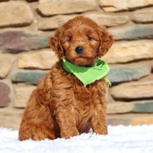 Goldendoodle Puppy Baron