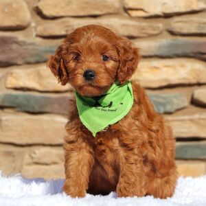 Goldendoodle Puppy Baron