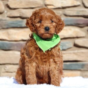 Goldendoodle Puppy Baron