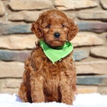 Goldendoodle Puppy Baron