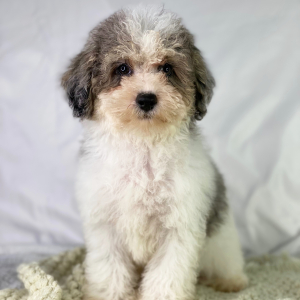 Poodle Puppy Davis