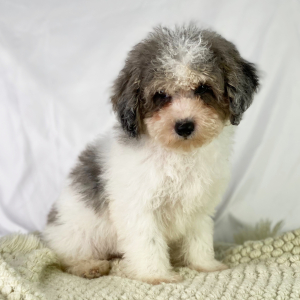 Poodle Puppy Davis