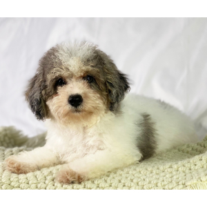 Poodle Puppy Davis