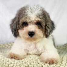 Poodle Puppy Davis