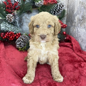 Goldendoodle Puppy Bill