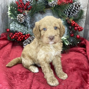 Goldendoodle Puppy Bill