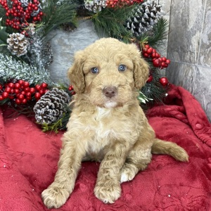 Goldendoodle Puppy Bill