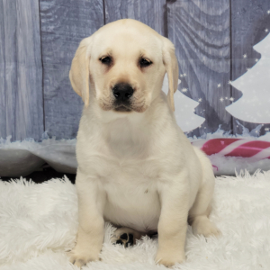 Labrador Retriever Puppy Wilma