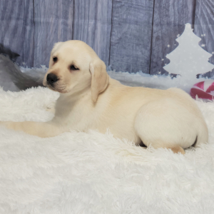 Labrador Retriever Puppy Wilma