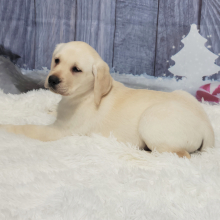 Labrador Retriever Puppy Wilma