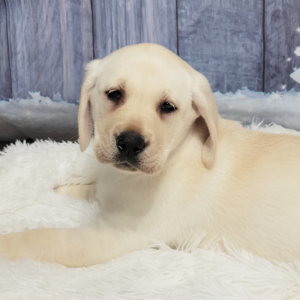 Labrador Retriever Puppy Wilma