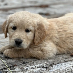 Golden Retriever Puppy Lydee