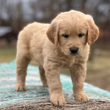 Golden Retriever Puppy Lydee