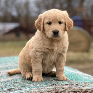 Golden Retriever Puppy Lydee