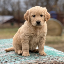 Golden Retriever Puppy Lydee