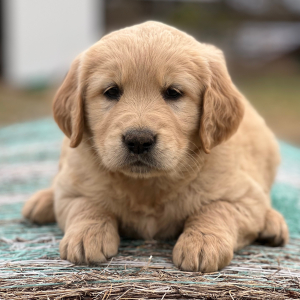 Golden Retriever Puppy Lydee