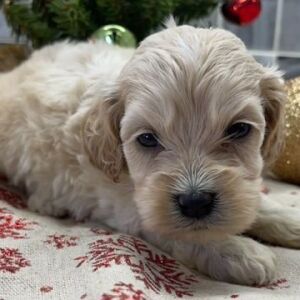 Cockapoo Puppy Blair
