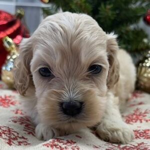 Cockapoo Puppy Blair