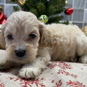 Cockapoo Puppy Blair