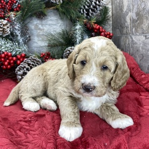 Goldendoodle Puppy Bonnie