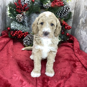 Goldendoodle Puppy Bonnie