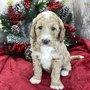 Goldendoodle Puppy Bonnie