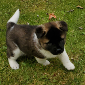 Akita Puppy Ucca
