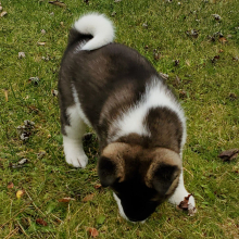 Akita Puppy Ucca