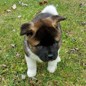 Akita Puppy Ucca