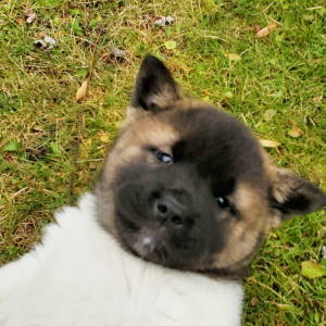 Akita Puppy Ucca