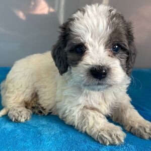Bernedoodle Puppy Zariah