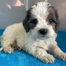 Bernedoodle Puppy Zariah