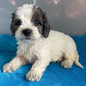Bernedoodle Puppy Zariah