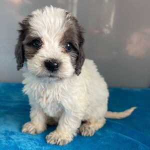 Bernedoodle Puppy Zariah