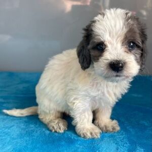 Bernedoodle Puppy Zariah