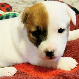 Jack Russell Terrier Puppy Lilly