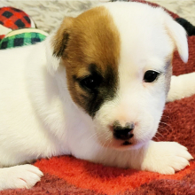 Jack Russell Terrier Puppy Lilly