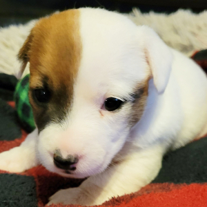 Jack Russell Terrier Puppy Lilly