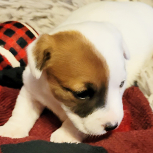 Jack Russell Terrier Puppy Lilly