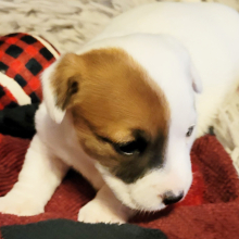 Jack Russell Terrier Puppy Lilly