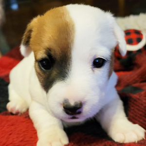 Jack Russell Terrier Puppy Lilly