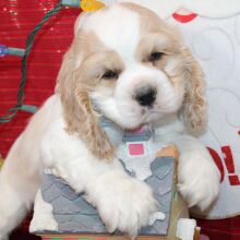 Cocker Spaniel Puppy Preston
