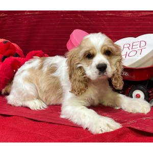 Cocker Spaniel Puppy Preston